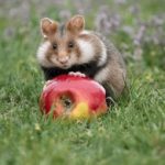 绿色导航永久:探索可持续发展的未来之路与创新实践 91ll9