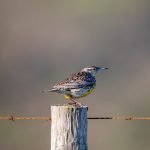 畅享无弹窗网络小说与漫画的海棠文学城 bp7w5